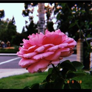 Meet your Posher, Samantha